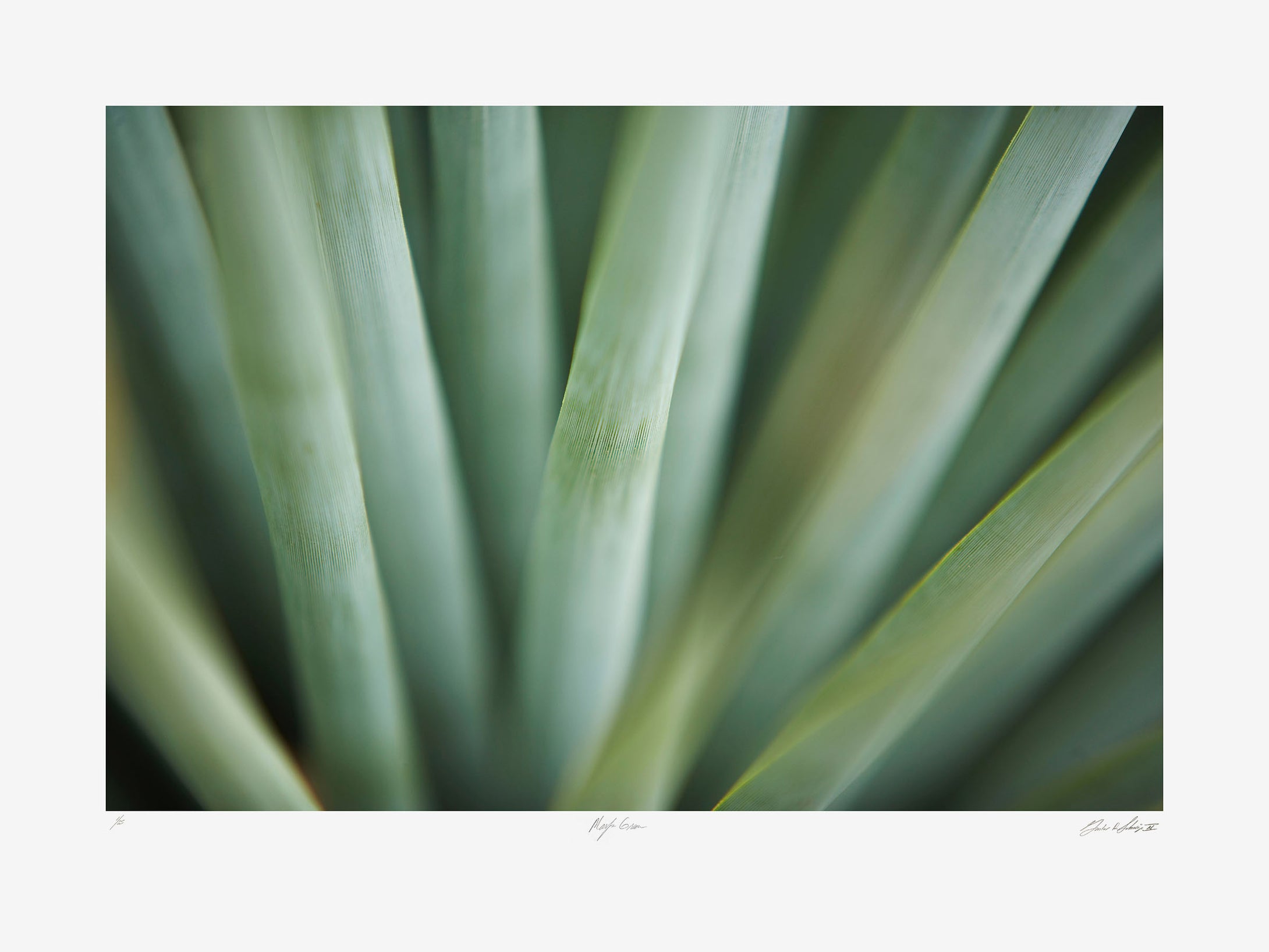 Marfa Green