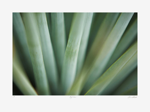Marfa Green